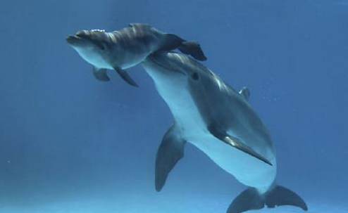 Yunus balığının doğum anı! - Resim: 1