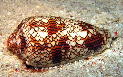 Bu canlılar sizi 1 dakikada öldürebilir! - Resim: 3