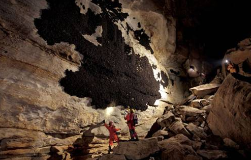 Yarasa kolonisi böyle görüntülendi - Resim: 1