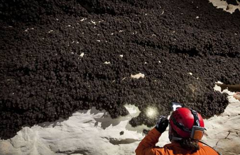 Yarasa kolonisi böyle görüntülendi - Resim: 2