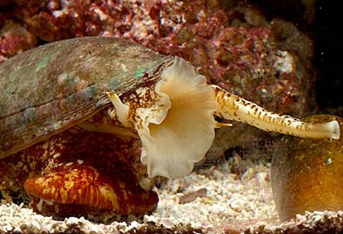 Bu canlılar sizi 1 dakikada öldürebilir! - Resim: 2