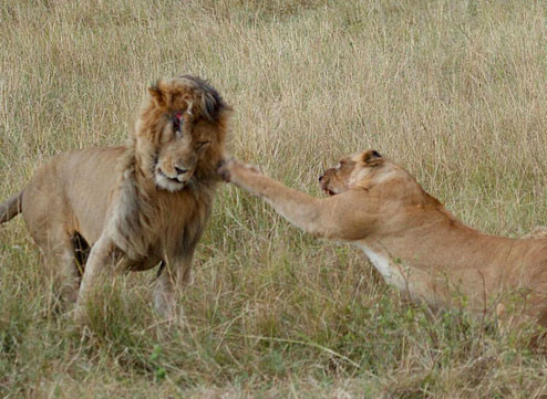 Aslanların kavgası dehşete düşürdü - Resim: 4