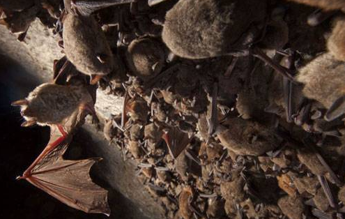 Yarasa kolonisi böyle görüntülendi - Resim: 3