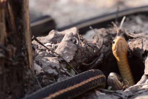 Yılanların dehsete düşüren göçü! - Resim: 2