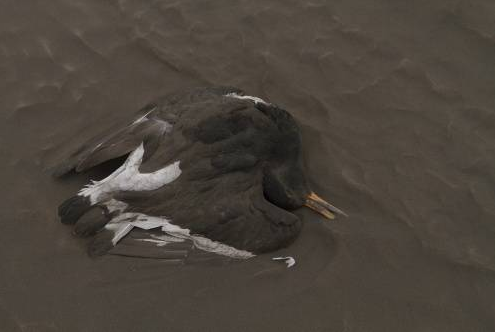 İzlanda'nın en aktif volkanı Grimsvötn... - Resim: 4