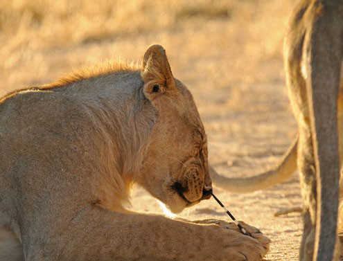Yavru aslanların avı kirpi olunca... - Resim: 4
