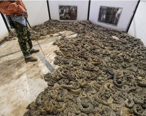 Böyle festival sadece ABD'de olur! Çıngıraklı yılanları toplayıp... - Resim: 4