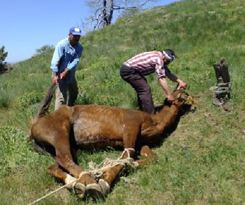400 yıllık vahşi gelenek! - Resim: 1