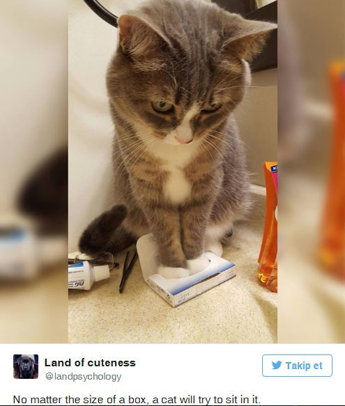 Kedisini kısırlaştırdı koni taktı ama... Kediye bakın - Resim: 2