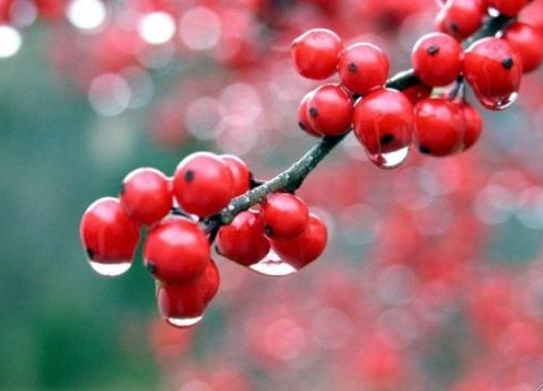 Hangi bitki hangi hastalığa iyi geliyor? - Resim: 2