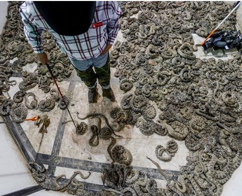 Böyle festival sadece ABD'de olur! Çıngıraklı yılanları toplayıp... - Resim: 2