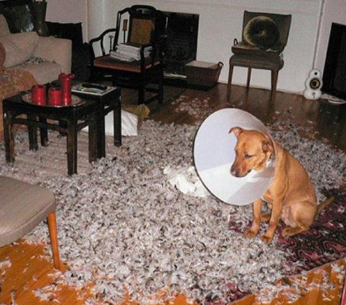 Suçüstü yakalanan hayvanların şaşkın bakışları - Resim: 2