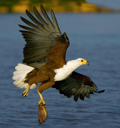 Kartal avını affetmedi ve böyle saldırdı - Resim: 1