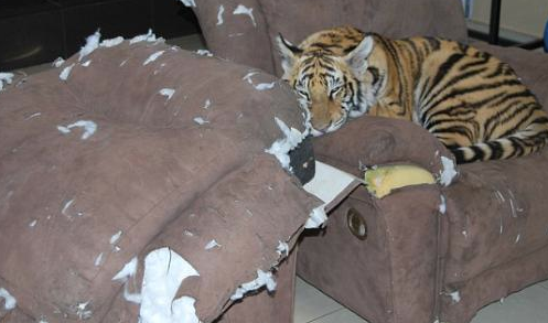 170 kiloluk kedisiyle aynı yatakta - Resim: 4