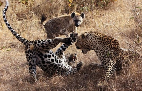 Doğanın vahşileri böyle avlandı - Resim: 3