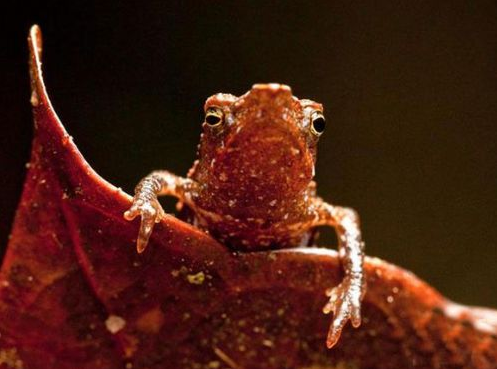 2010'un en tuhaf hayvanları!  - Resim: 3