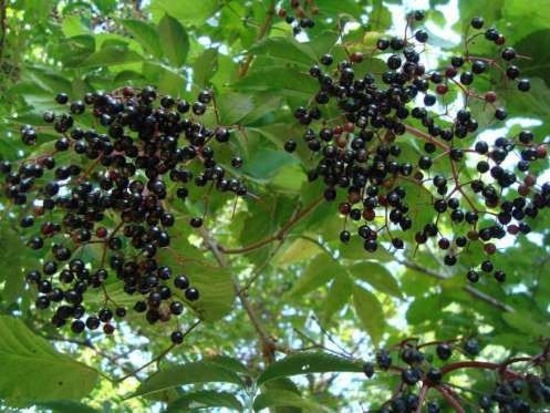 Hangi yiyecekler zehirli madde içeriyor? - Resim: 3