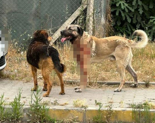 Ataşehir'de köpek kadının kafasını parçaladı yolan geçenler zor ayırdı sahibi gözaltına alındı - Resim: 1