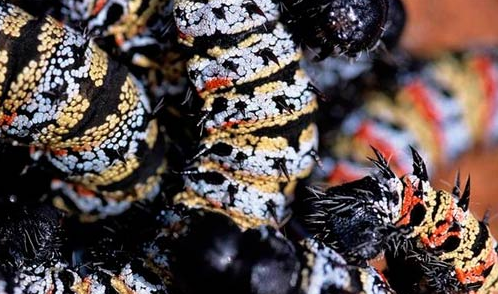 Bu yiyecekler mide bulandırıyor - Resim: 4