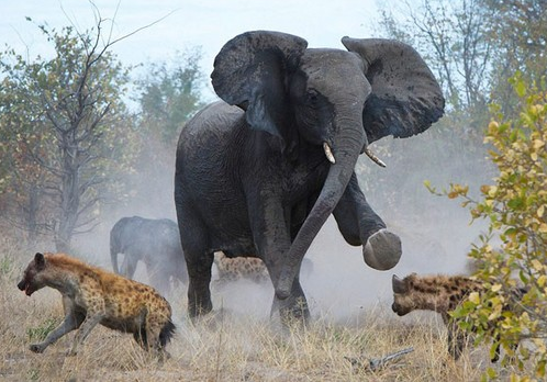 Anne fil sırtlanlara böyle saldırdı - Resim: 3