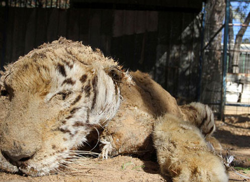 Bu hayvanat bahçesi dehşete düşürüyor - Resim: 4