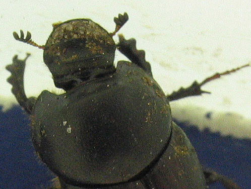 En güçlü böcek - Resim: 1