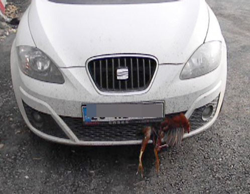 Arabanın tamponuna horoz girdi - Resim: 1