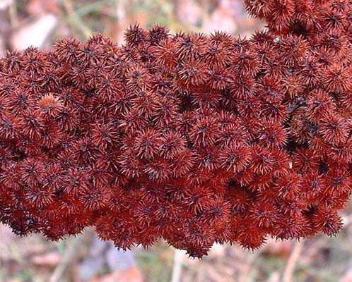 Şeker hastalığına son - Resim: 4