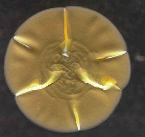 Telefonunuzdaki bu yaratığa dikkat edin! - Resim: 1