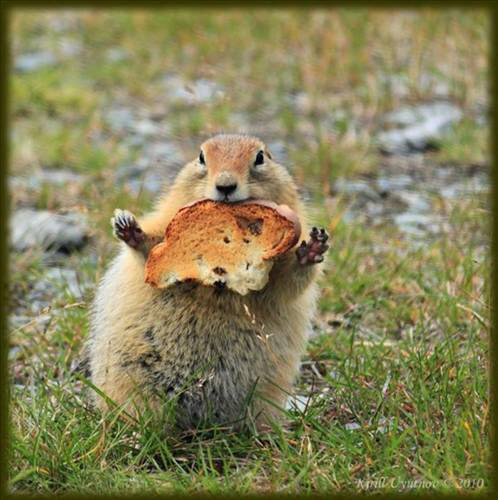 Gülmemek elde değil! - Resim: 3