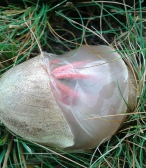 Ne olduğunu tahmin bile edemezsiniz! - Resim: 1