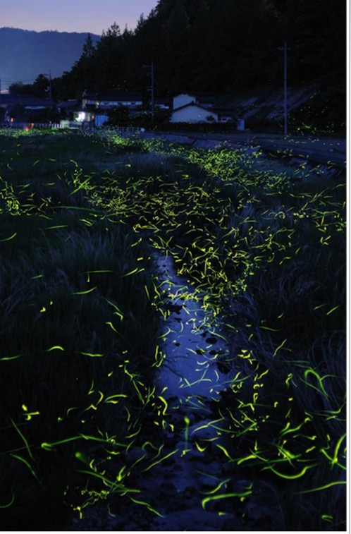 Ateş Böceklerinin Büyüleyici Dansı - Resim: 3