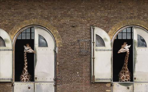 Hayvanlar aleminden ilginç kareler - Resim: 1