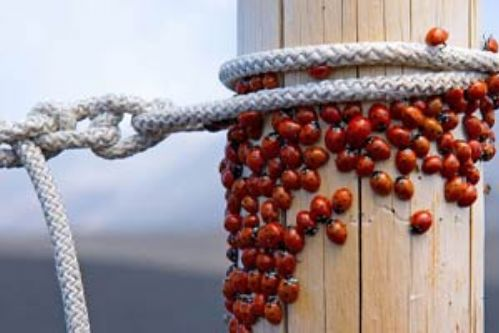 Fotoğraf çekmek yetenek ister - Resim: 3