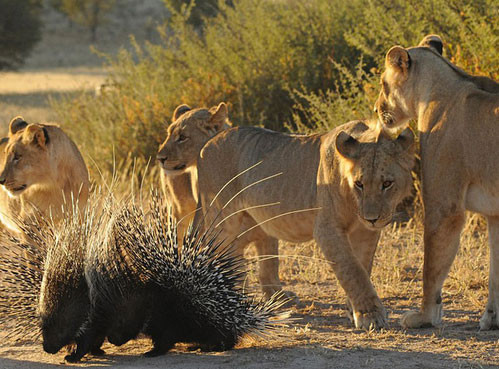 Yavru aslanların avı kirpi olunca... - Resim: 1