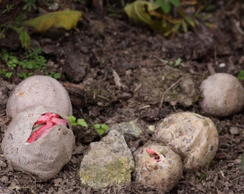 Ne olduğunu tahmin bile edemezsiniz! - Resim: 3