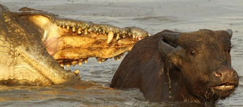 Vahşi yaşamdan akılalmaz kareler! - Resim: 4