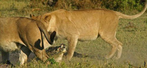 Aslan sürüsünün timsah avı! - Resim: 4