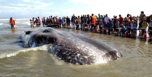 45 tonluk dev balina kıyıya vurdu! - Resim: 3