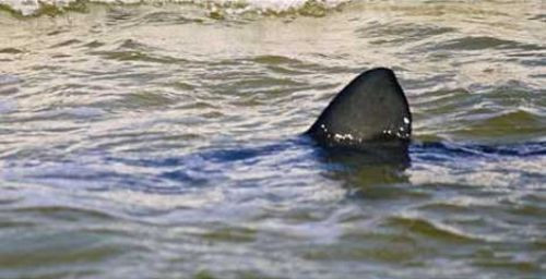 Köpekbalığı kumsala çıktı! - Resim: 3