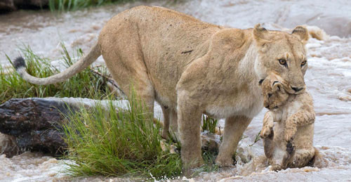 Dişi aslanın nehirle imtihanı - Resim: 1