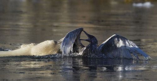 Kutup ayısı baltayı taşa vurdu - Resim: 4