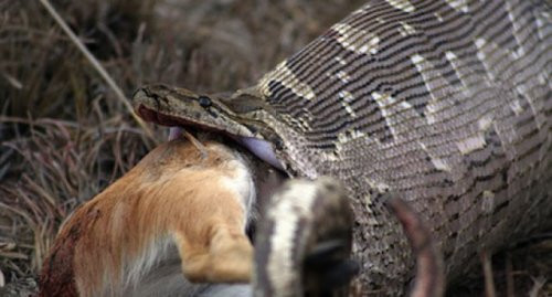 Timsah yutan piton ABD'de panik yarattı  - Resim: 4