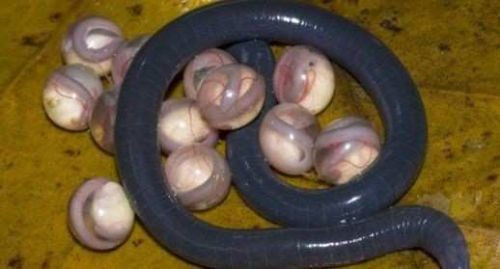 Korkudan kimse yaklaşamadı! - Resim: 2