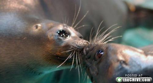 Fokları hiç böyle görmediniz! - Resim: 3