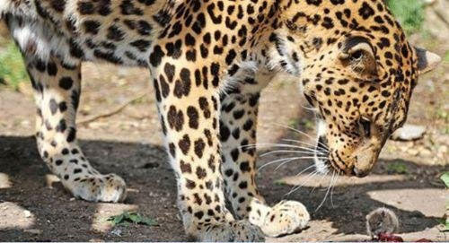 Ava giderken av oldular! - Resim: 1