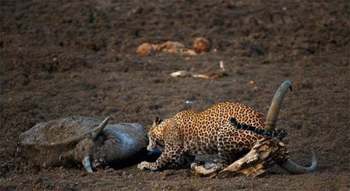 Avlanan hayvanların muhteşem görüntüleri - Resim: 4