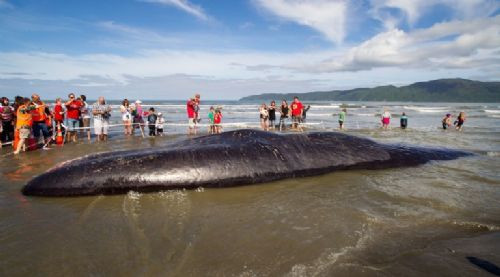 45 tonluk dev balina kıyıya vurdu! - Resim: 1