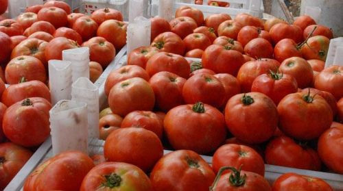 150 yıl sonra yeniden hayat buldu  - Resim: 2