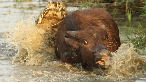 Vahşi yaşamdan akılalmaz kareler! - Resim: 3